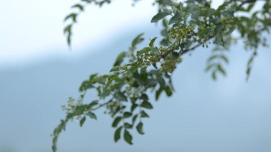 花椒树 绿色花椒