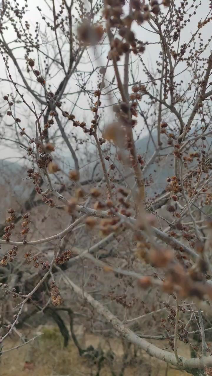 春天 发芽 花开