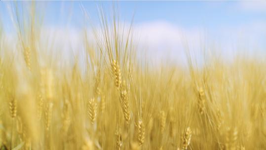 麦子、麦穗、金色麦子，风吹麦子