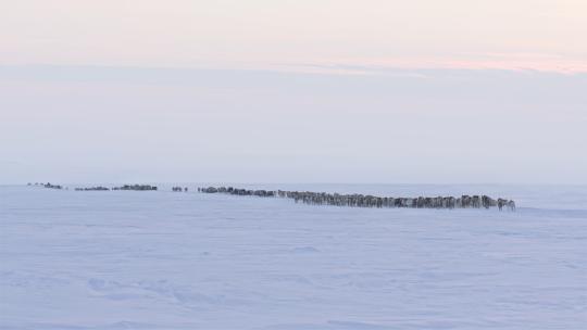 北极驯鹿成群结队迁徙视频素材模板下载