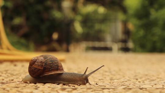 蜗牛爬行特写生命奋斗意义视频素材模板下载