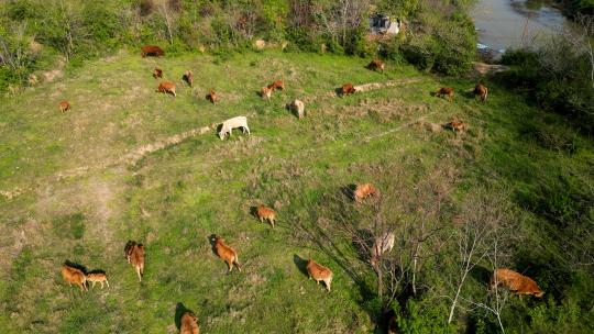 武汉新洲郊区农村 放养的土黄牛正悠闲吃草