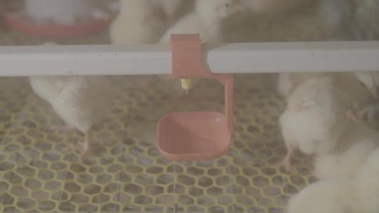养殖业孵化育雏鸡蛋孵化小鸡LOG视频素材模板下载