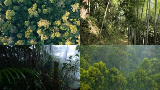 【合集】森林 热带雨林景观 树木 光线