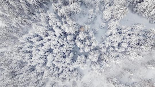 航拍雪林雾凇雪地森林雪松雪景大雪视频素材模板下载