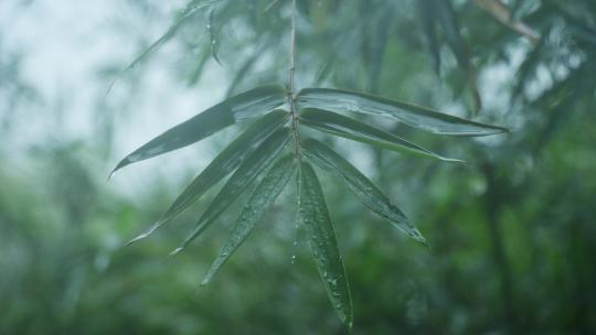 雨中的竹子