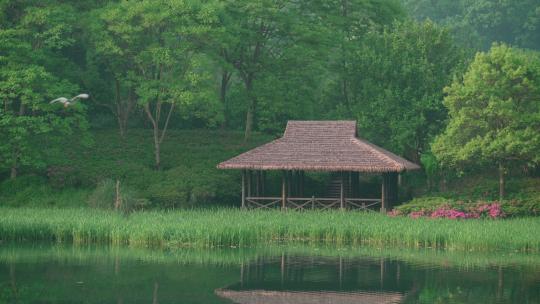 杭州乌龟潭水鸟飞过树林湖边的茅草亭子