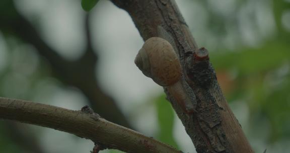 蜗牛在雨后石榴树上爬行