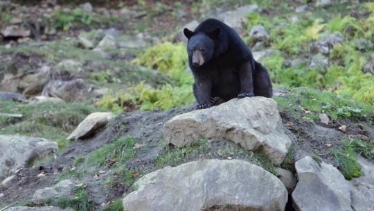 黑熊坐在岩石洞穴上舔着嘴唇