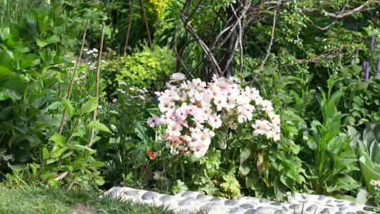 春天春季立春鲜花盛开开花