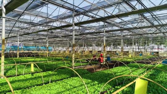 农业大棚现代农业