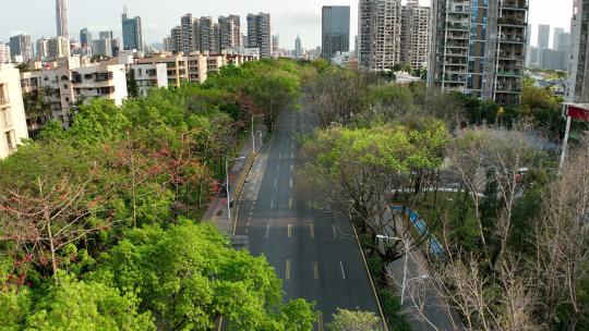 城市道路春天绿植绿化
