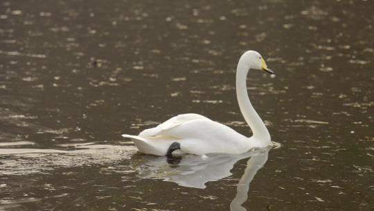 湿地公园白天鹅游泳