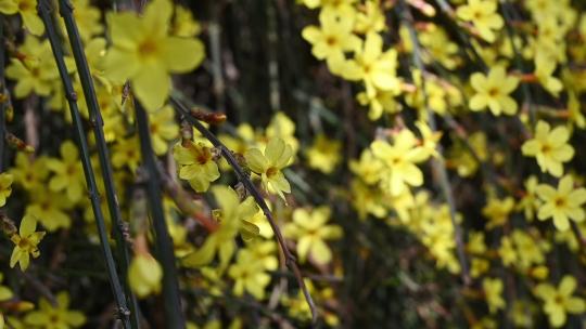 春天盛开的黄色迎春花随风摇曳慢镜头视频素材模板下载