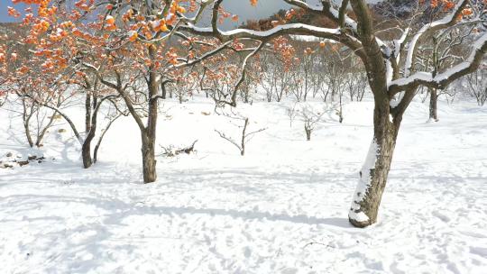 雪中的柿子树挂满了红柿