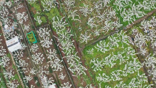 苏州树山地区春季原生态花开季节视频素材模板下载