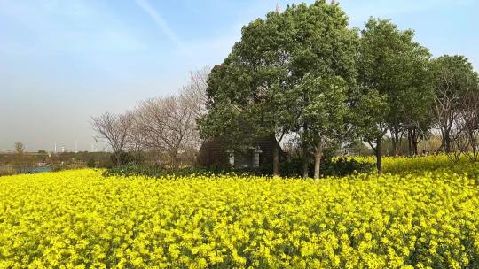 万国公园油菜花升格3