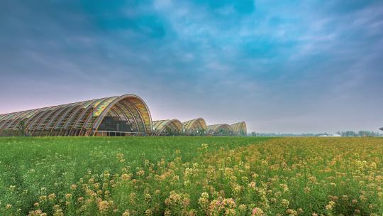 清晨的成都天府农业博览园，彩色油菜花前景