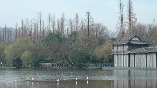 杭州西湖水面上的水鸟视频素材模板下载