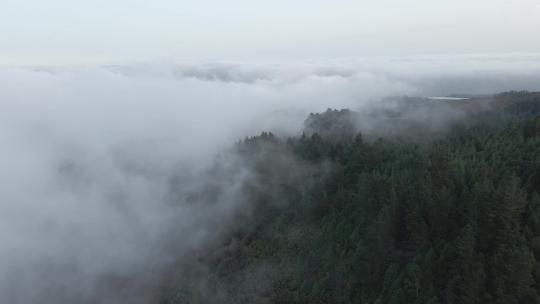 被雾笼罩的森林
