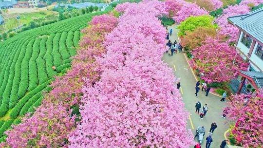 4K航拍福建龙岩永福樱花茶园台品樱花茶园