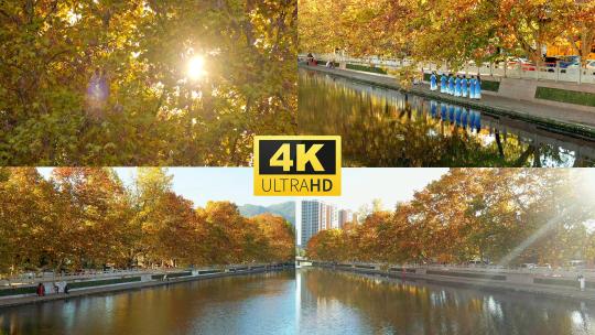 美好生活秋天的梧桐树4K视频素材模板下载
