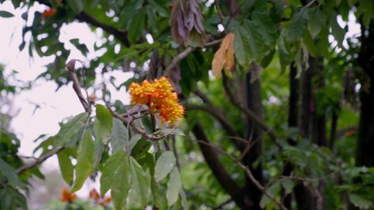 树上的花空镜头