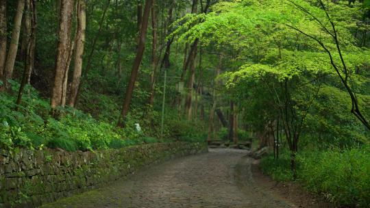 杭州云栖竹径春季清明节雨天古建筑自然唯美