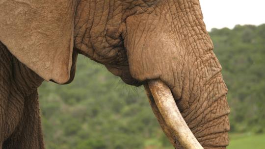一只雄性非洲象用鼻子把草放进嘴里的特写镜头。
