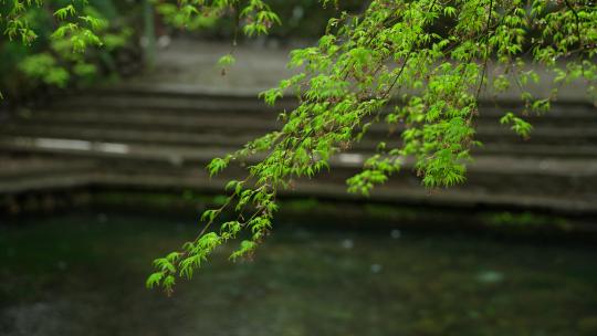 杭州云栖竹径春季清明节雨天古建筑自然唯美