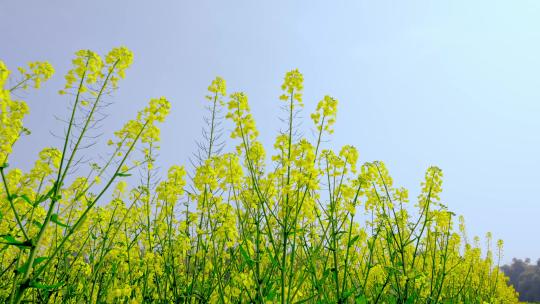 油菜花空镜