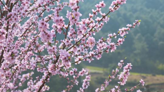 微风吹过山间盛开的桃花