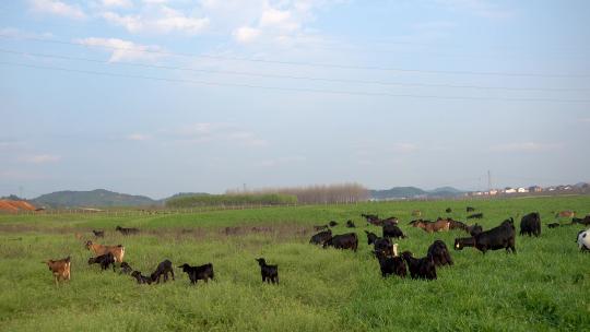 草原湿地上吃草的羊群