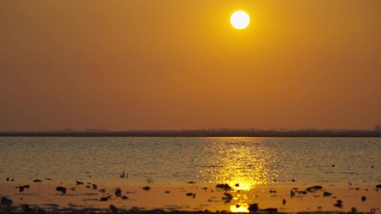 湿地 夕阳 飞鸟