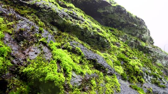 苔藓-青苔-绿色植物