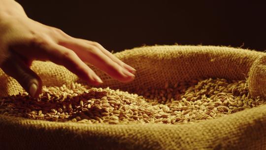 高品质优质小麦麦谷麦穗视频素材模板下载