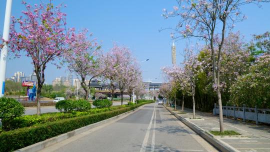 道路 街道两旁紫荆花盛开