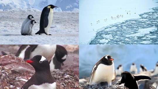 【合集】企鹅 企鹅群 南极企鹅 小企鹅视频素材模板下载