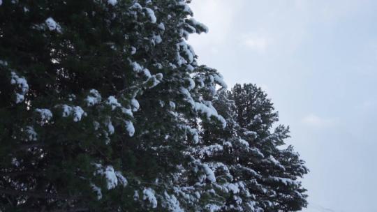 818_树枝上有雪的松树