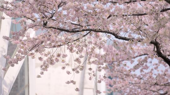 樱花春天的樱花