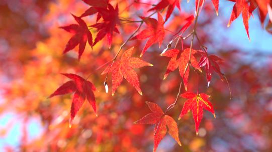 秋天唯美枫叶风景视频素材模板下载