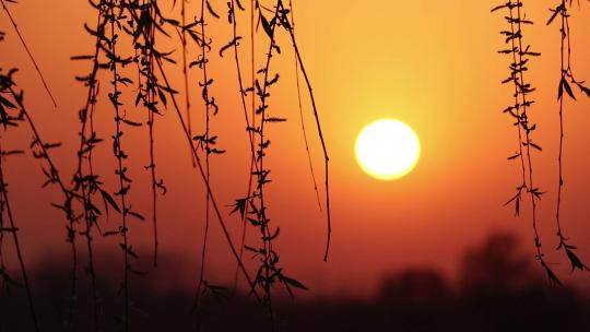 夕阳柳树实拍