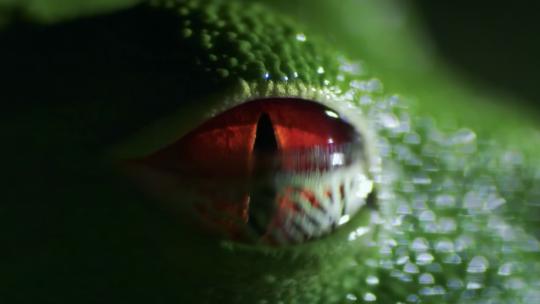 青蛙眼睛瞳孔