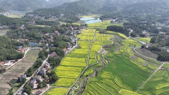 长沙望城茶亭油菜花海