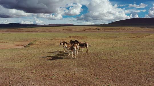 4K航拍可可西里藏野驴藏羚羊