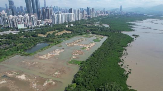 航拍深圳福田红树林湿地保护区