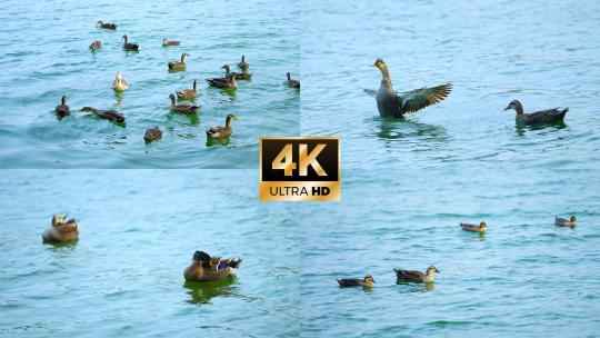 湖面鸭子鸭群戏水高清在线视频素材下载