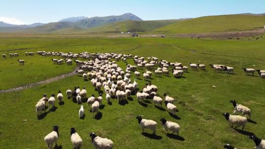 草原上羊群奔跑