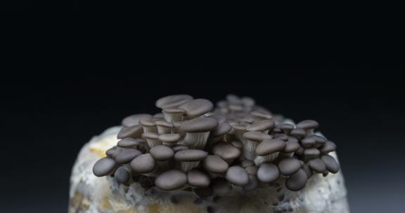 灰平菇菌包出菇生长延时