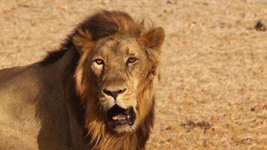狮子 野生动物  自然保护区 自然